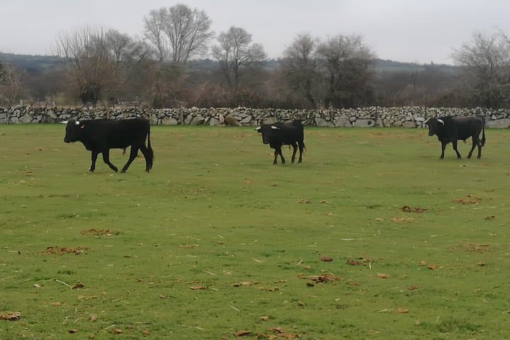 Bull Breeding Farm: Guided Half-Day Tour from Seville