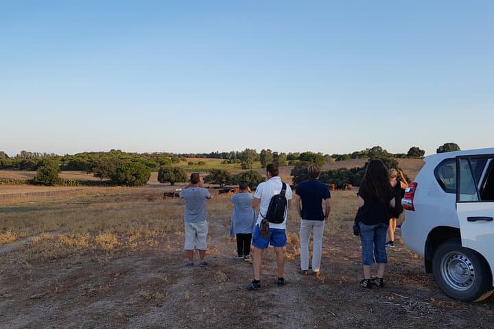 Bull Breeding Farm: Guided Half-Day Tour from Seville