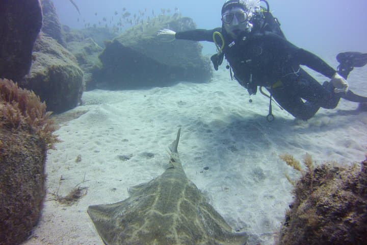 Angle Shark at Las Vistas