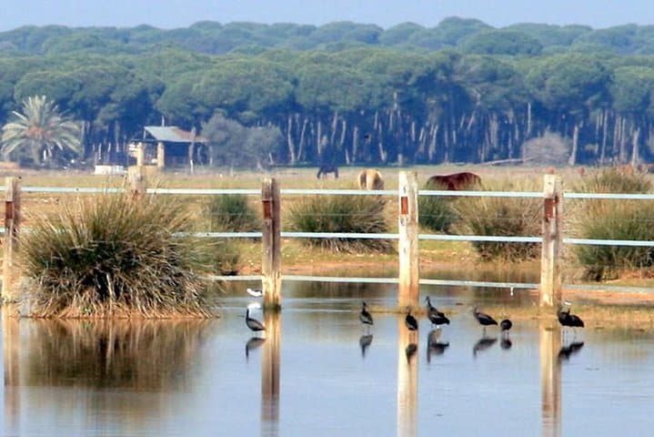 Sevilla Mountain bike tour Dehesa de Abajo Doñana