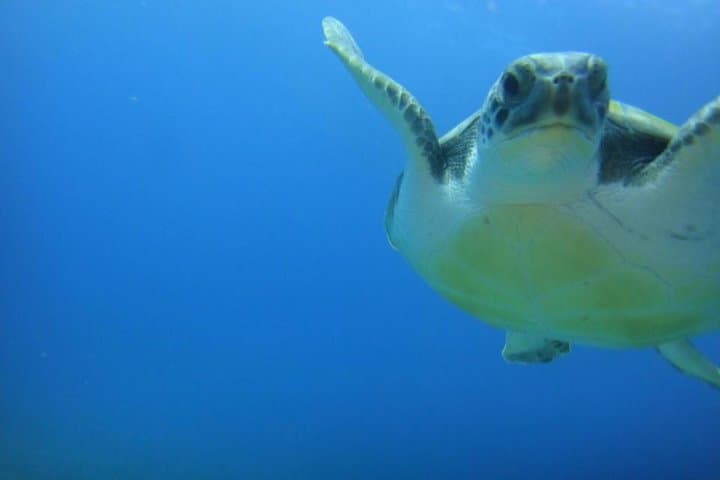 Tenerife Turtle and Snorkel Tour from Costa Adeje