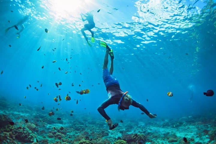 Tenerife Turtle and Snorkel Tour from Costa Adeje