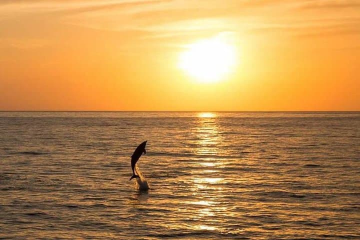 Dolphins at Sunset