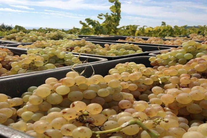 Private Breakfast Winery Experience - Private Wine Tasting Tour