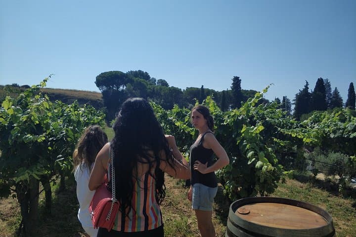 Alella Wine Tasting Private Tour with Picnic Lunch & Hotel Pick