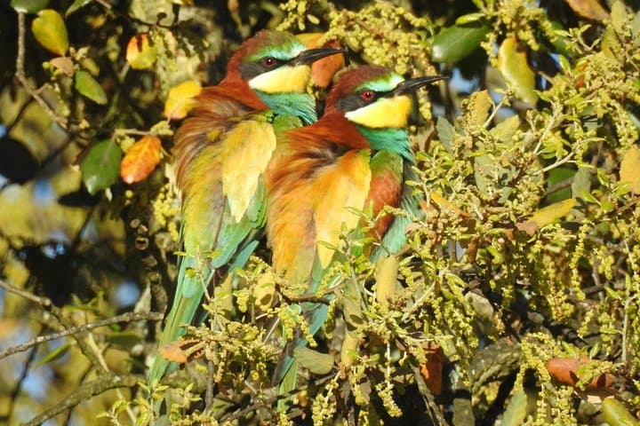 Bee-eaters