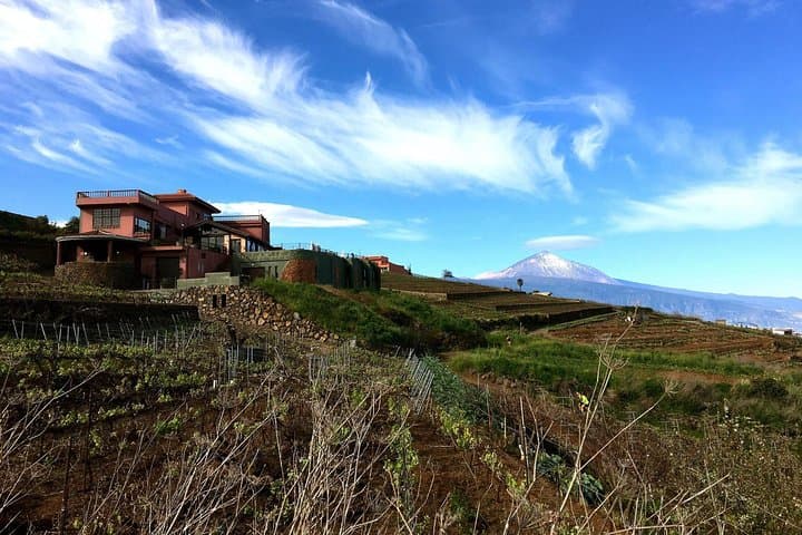 Wineyards by the winery