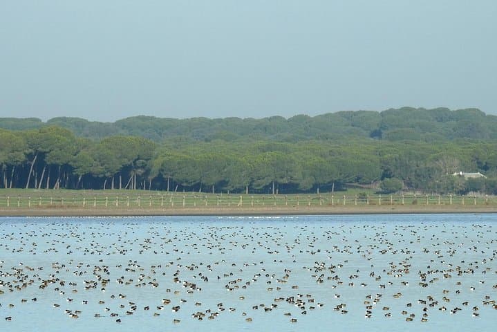 Wetland