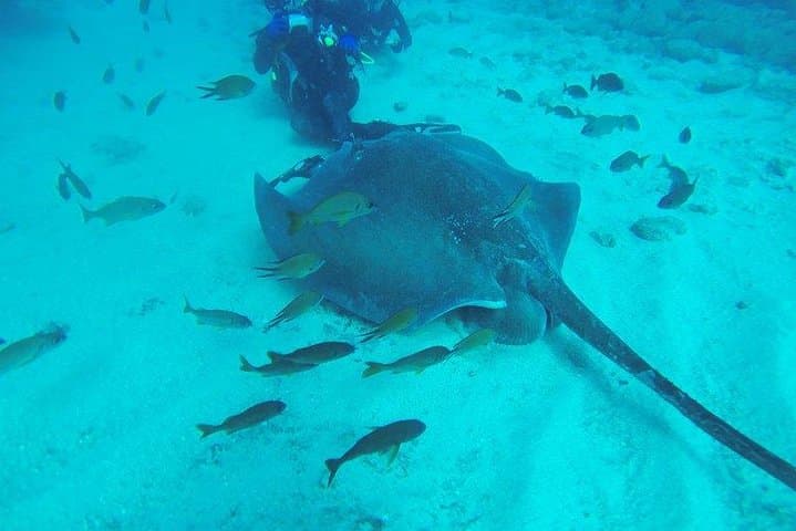 Scuba diving with rays