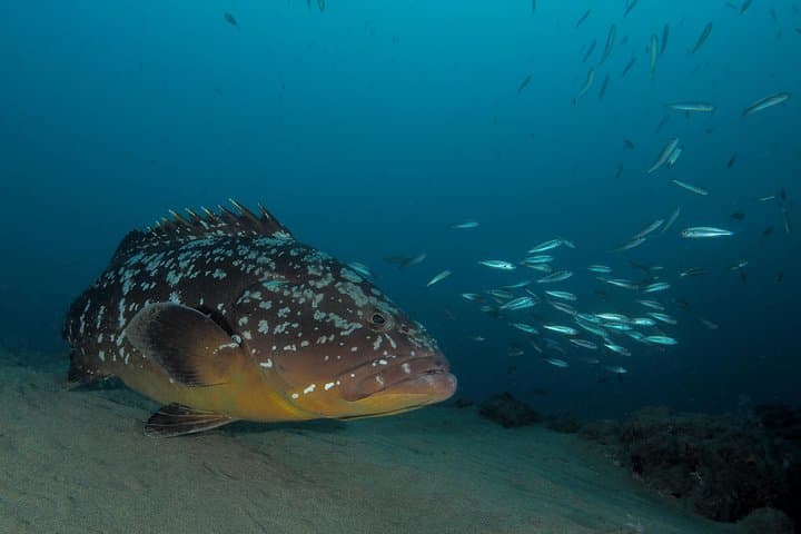 Make a private Try Dive, for your first Scuba experience!