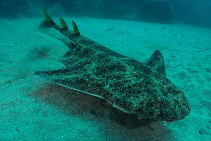 Single Dive for qualified divers from shore, region Puerto del Carmen.