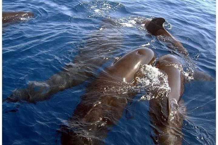 Royal Delfin