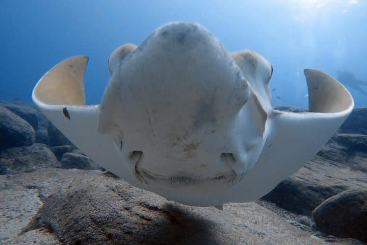 Scuba Diving for Certified Divers in Costa Adeje