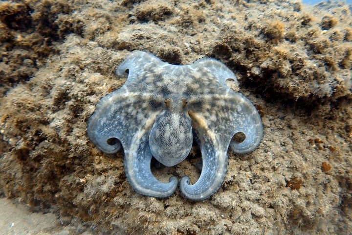 Scuba Diving for Certified Divers in Costa Adeje