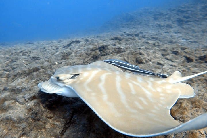 Scuba Diving for Certified Divers in Costa Adeje