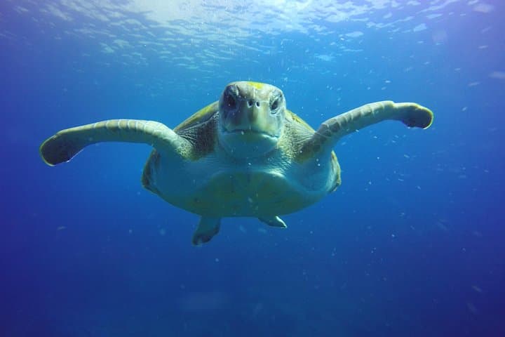 Scuba Diving for Certified Divers in Costa Adeje