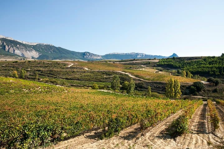 Rioja wine tour: winery and traditional lunch from San Sebastian