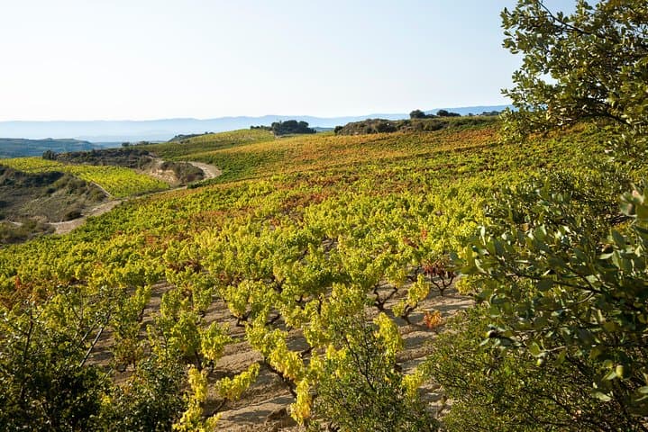 Rioja wine tour: winery and traditional lunch from San Sebastian