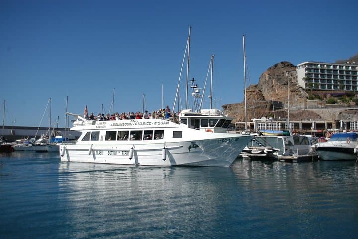 2-Hour Dolphin and Whale Watching in Gran Canaria
