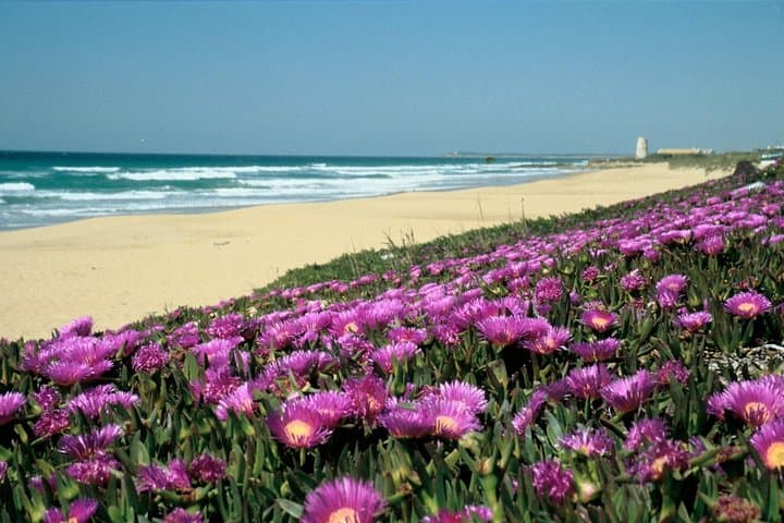Spain's Best Beaches Day Trip from Seville
