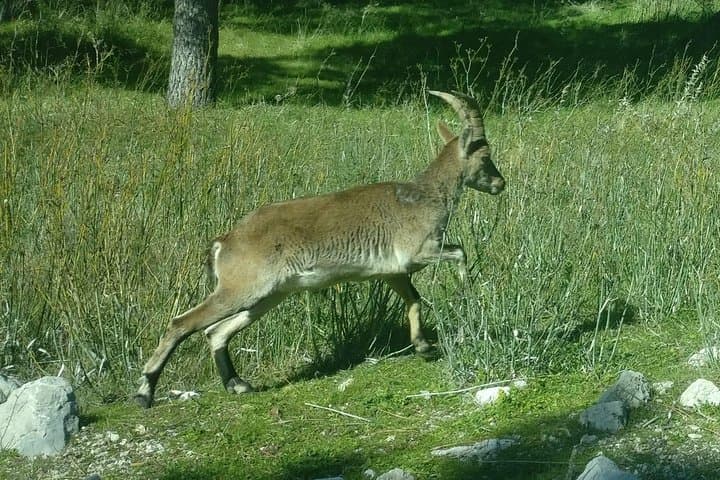 Donana National Park and El Rocío: Private Tour from Seville
