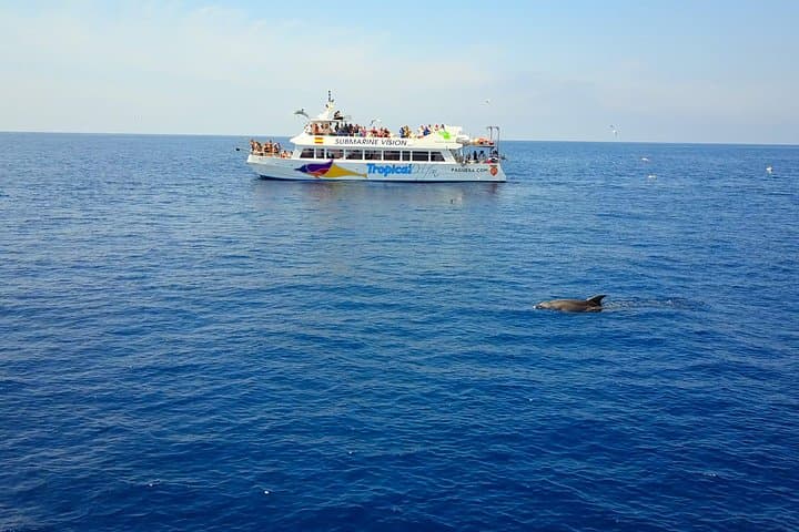 Dolphin Watching Experience in the Southwest Coast of Mallorca