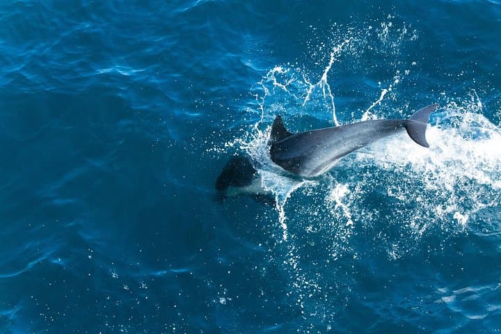 Dolphin Watching Experience in the Southwest Coast of Mallorca