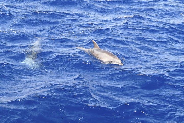 Dolphin Watching Experience in the Southwest Coast of Mallorca