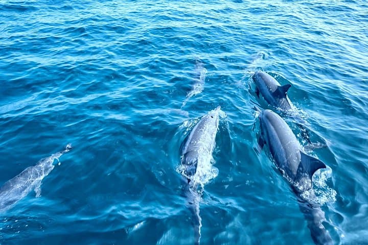 Dolphin Watching Experience in the Southwest Coast of Mallorca