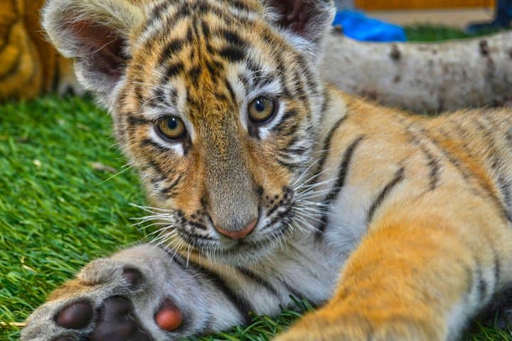 Tigre de Bengala