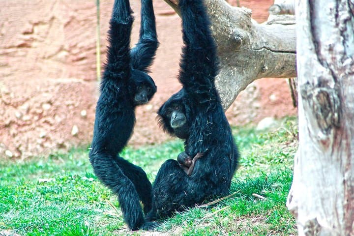 Siamang