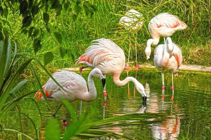 Flamencos