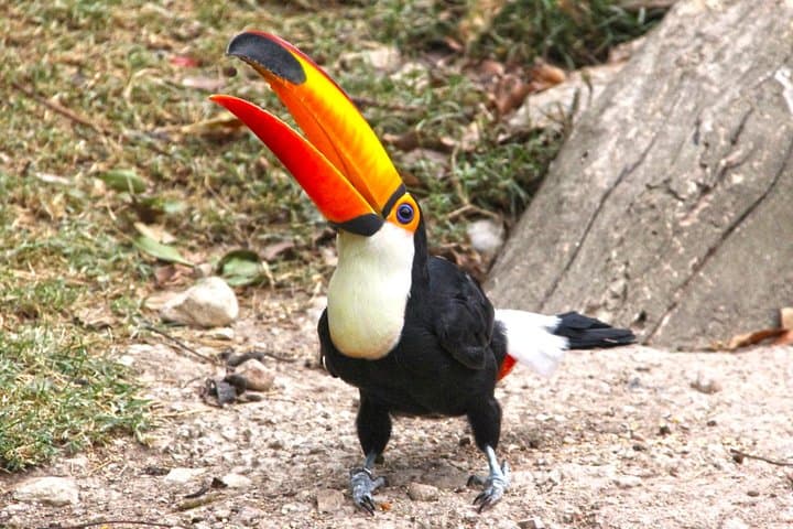 Tucán de pico