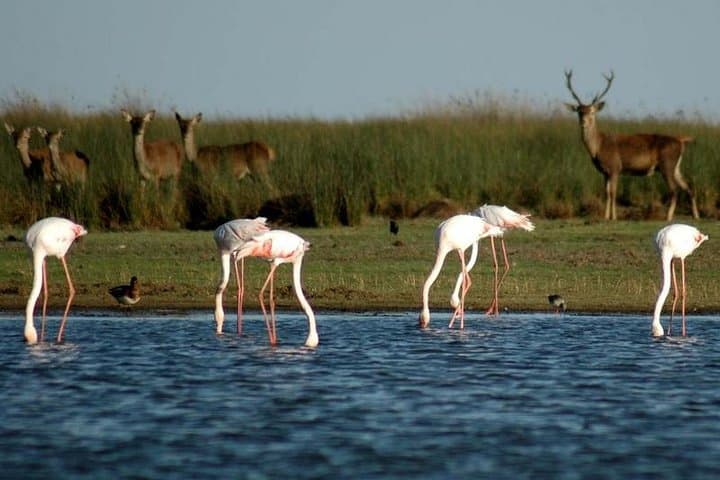 Donana National Park & Matalascanas Guided Tour from Seville