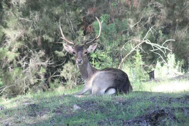 Donana National Park & Matalascanas Guided Tour from Seville