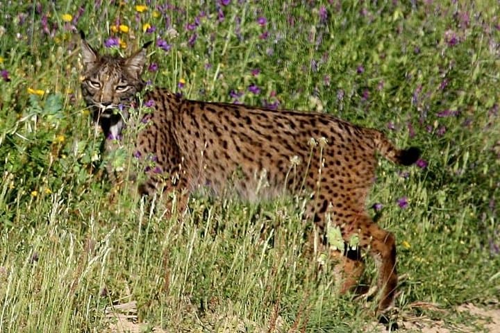 Donana National Park & Matalascanas Guided Tour from Seville