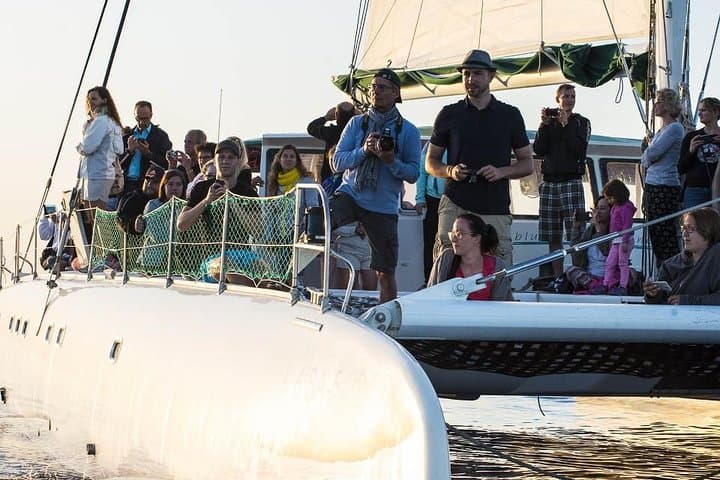 Day Catamaran Trip: Cap des Freus and Llevant Natural Park