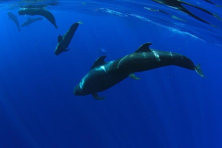Whales in Tenerife