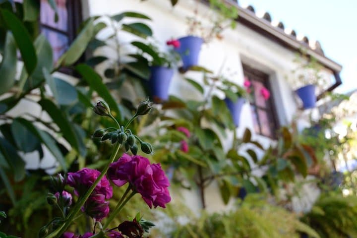 Off the beaten path. Cordoba Patios Private Tour