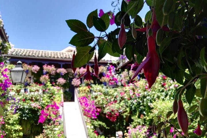 Off the beaten path. Cordoba Patios Private Tour