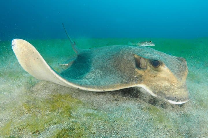 Single Dive for qualified divers from shore, region Puerto del Carmen.