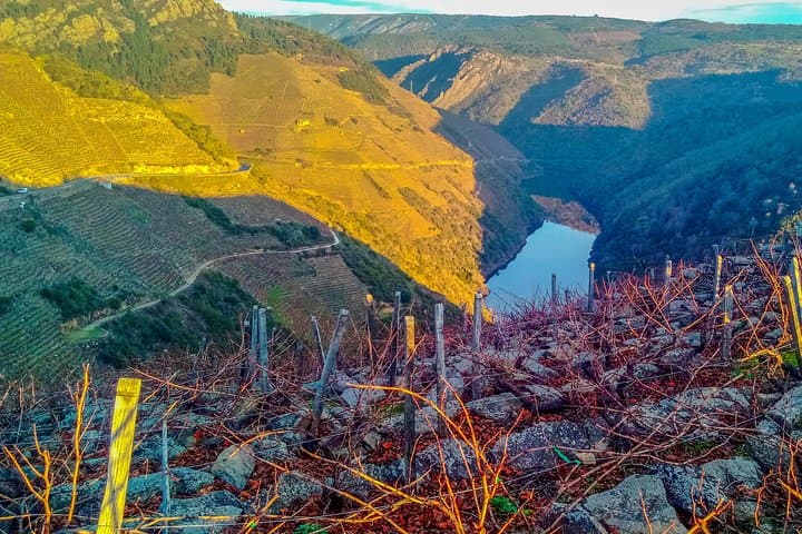 Vineyards