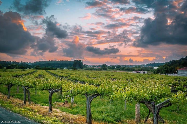 Albariño Canopy Vineyards