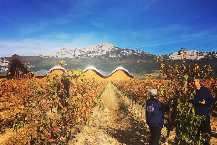 Clients in the Ysios vineyard...
