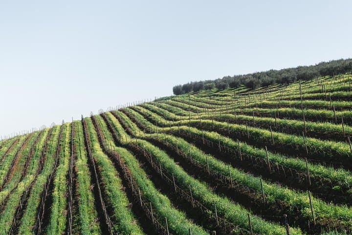 Wine & Tapas tour by electric bike (e-bike) including Ronda pickup (full day)