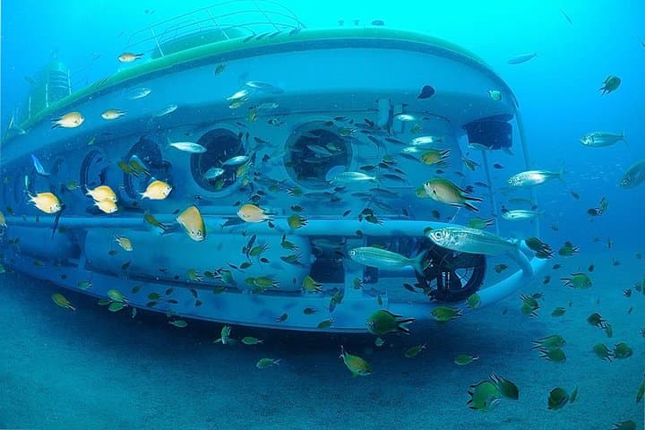 Surrounded by Atlantic Damselfish