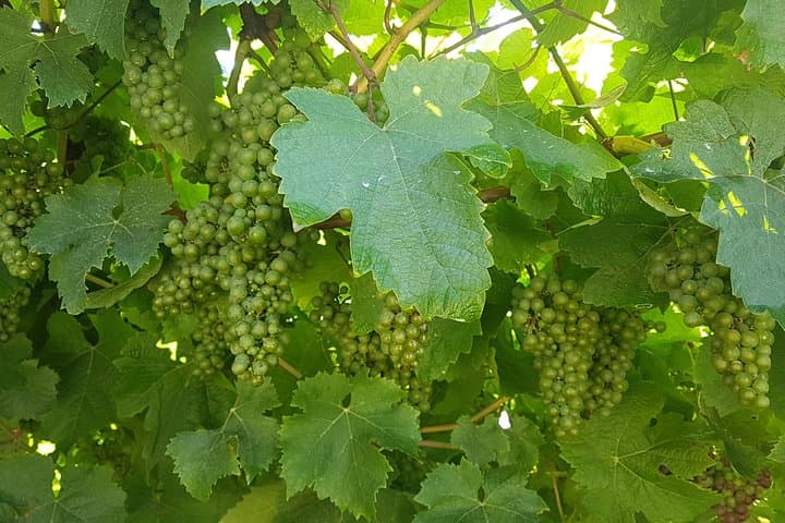 Private Txakoli Wine Tour through the Coast from San Sebastian
