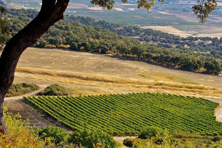 ronda wine tour