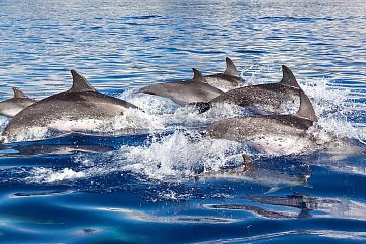 Dolphin and Whales watching cruise from Puerto Rico de Gran Canaria