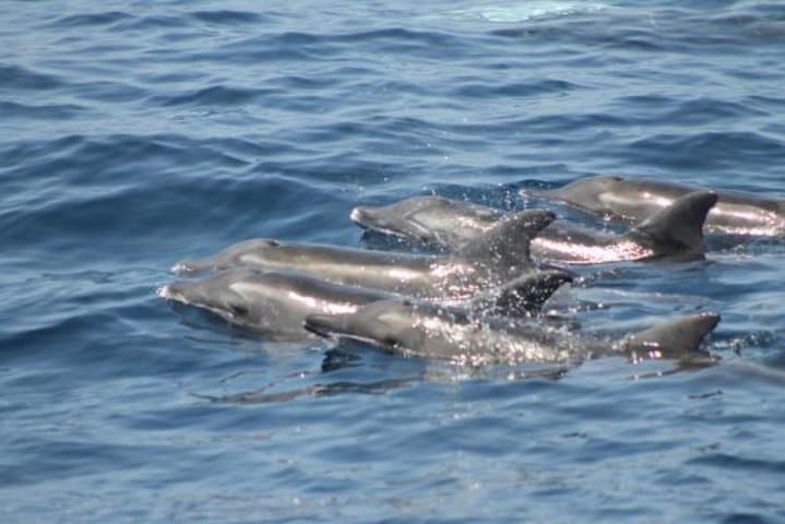 Dolphin and Whales watching cruise from Puerto Rico de Gran Canaria